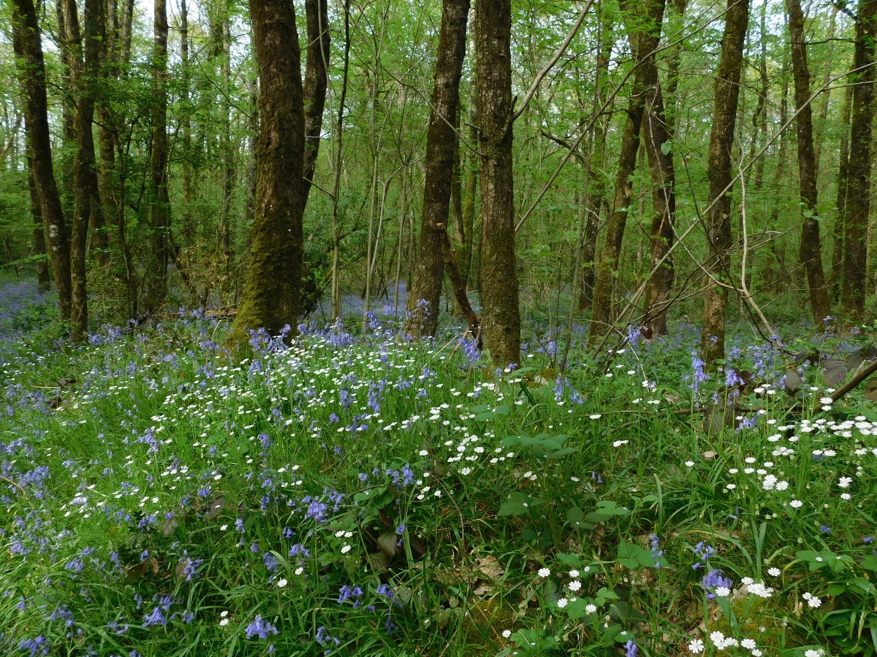 la-nature-en-campagne(1)