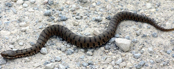 vipera-aspis-165002 vipera-aspis-165002