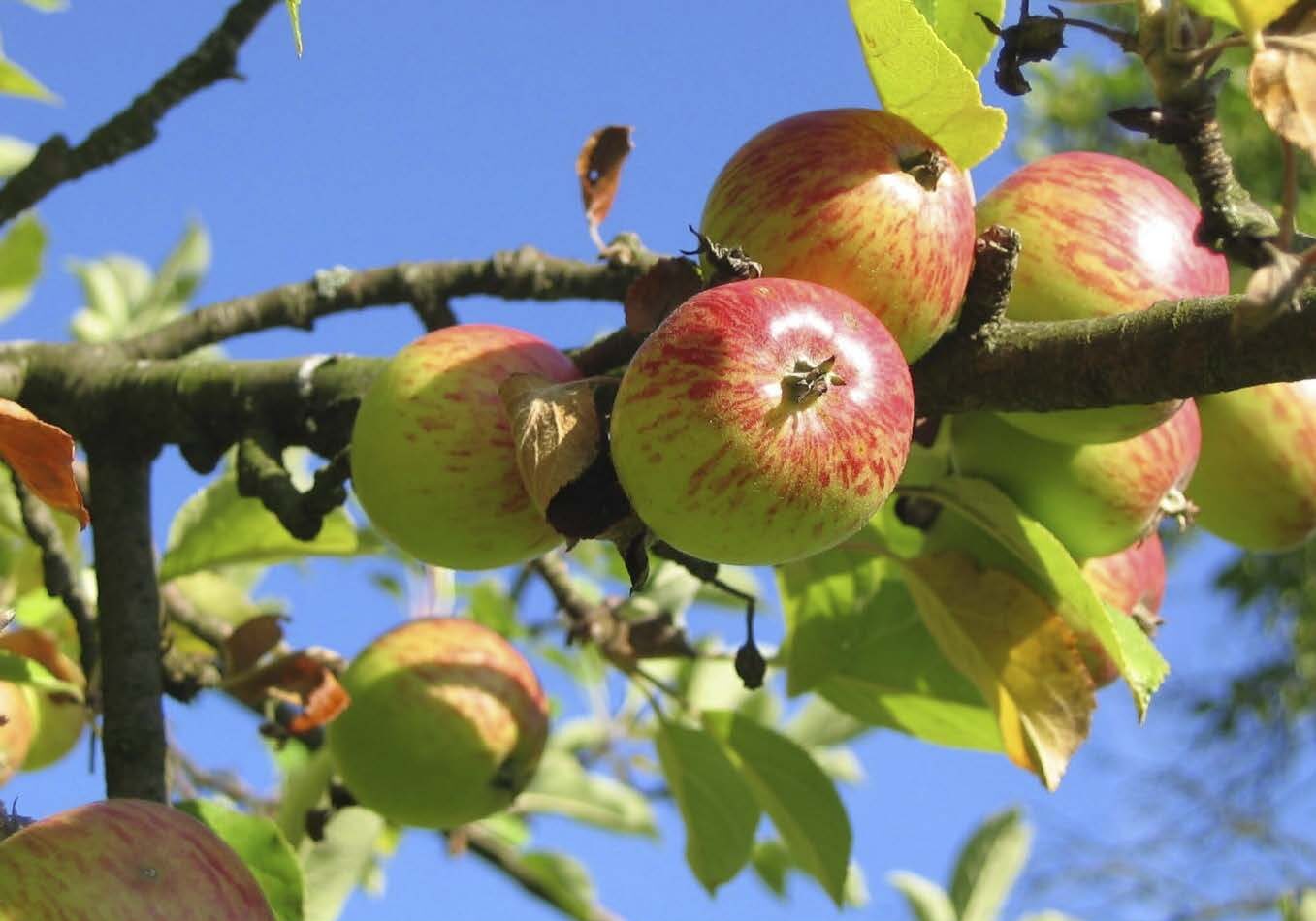 Affiche taille et greffe