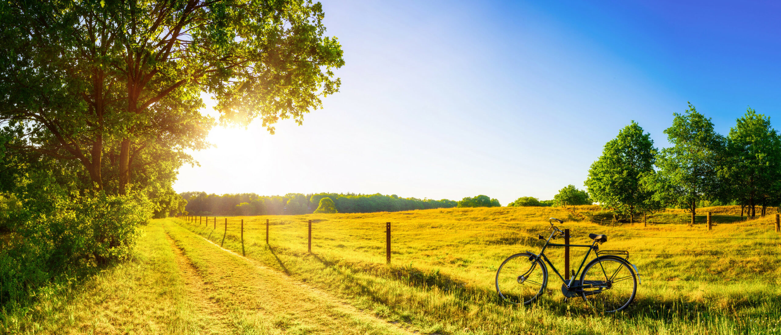 Landscape in summer with river, trees and meadows in bright sunshine