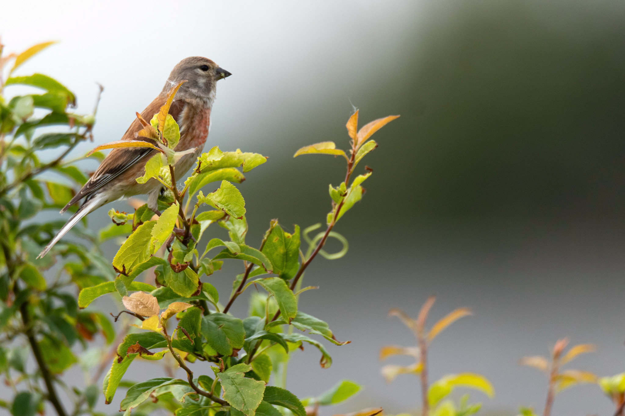 Linotte mélodieuse © GODS – Romain Chisson 