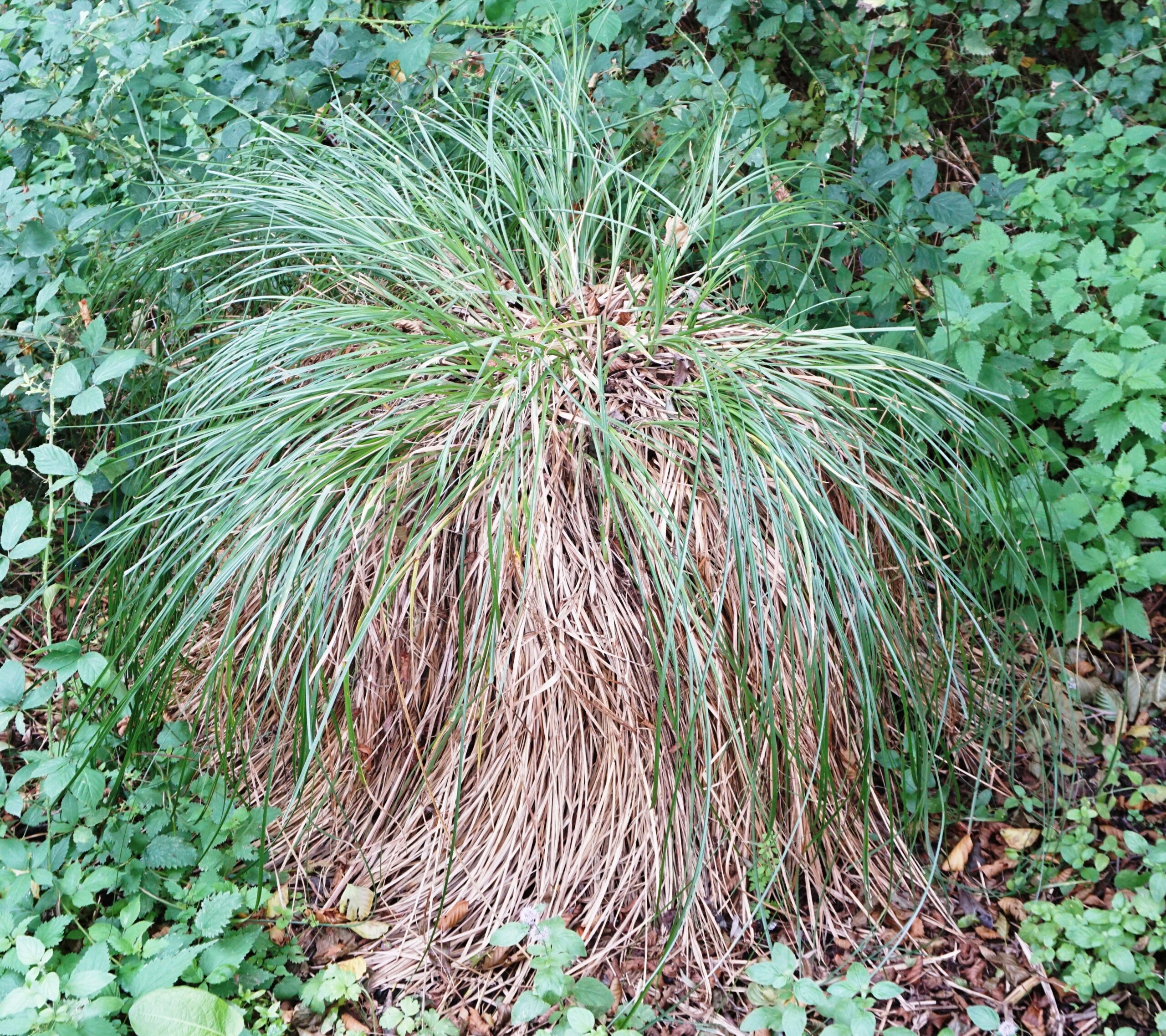 image (4)