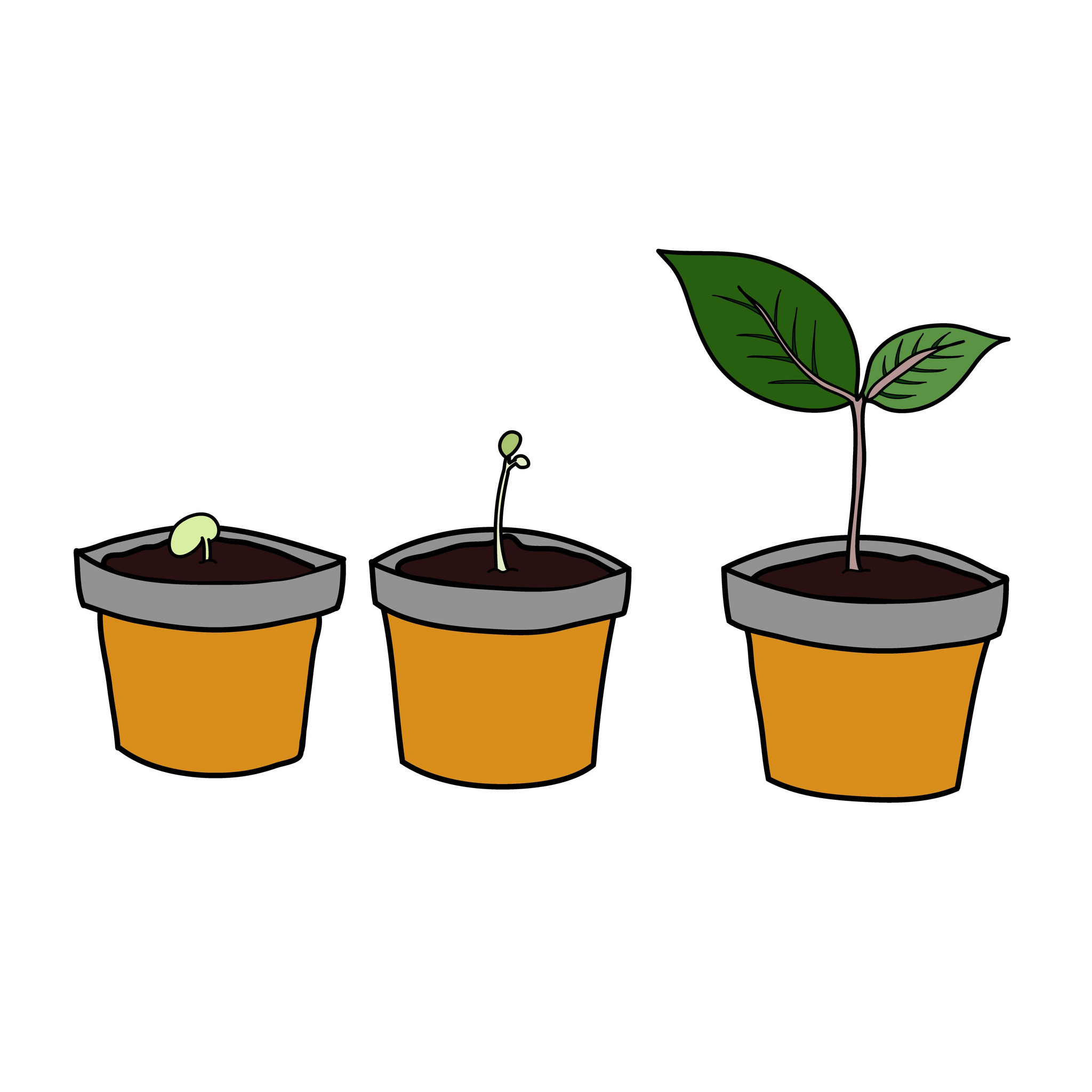 Period of plant growth in small pot